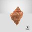 Seashell V12