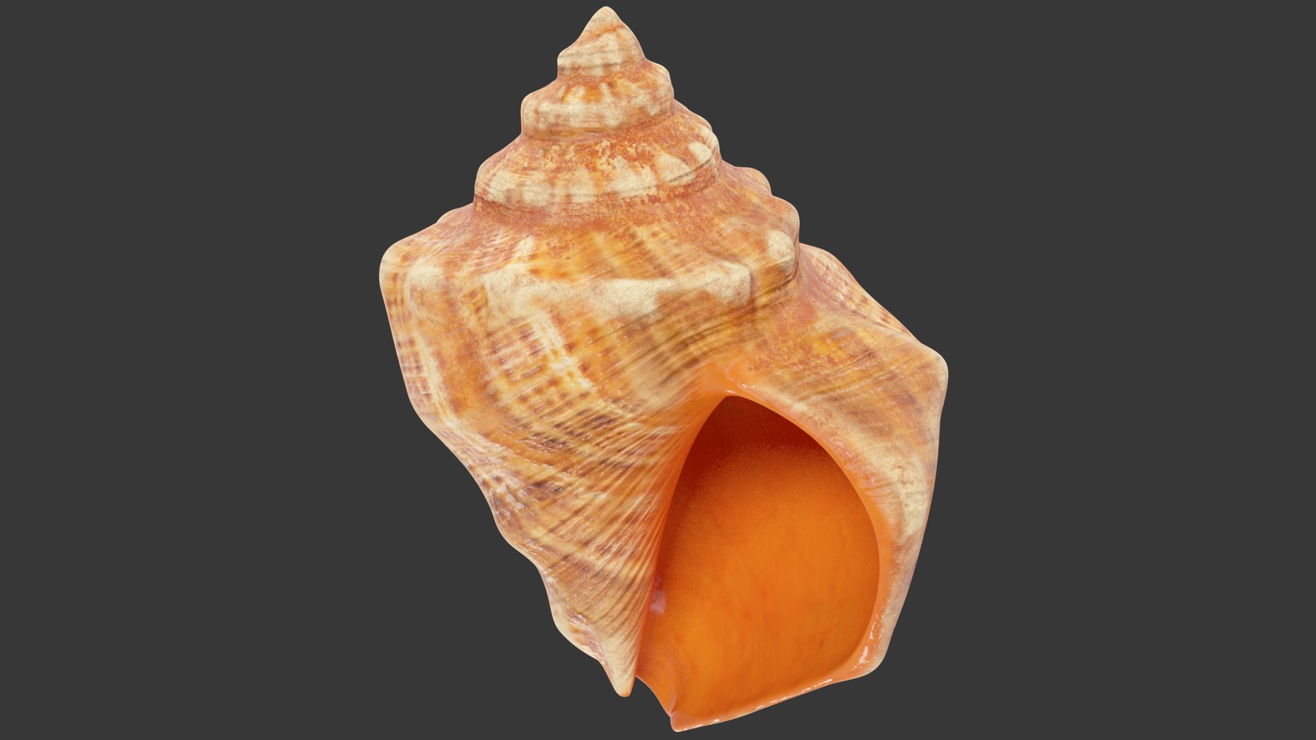 3D seashell real https://p.turbosquid.com/ts-thumb/Ov/C25T67/v1NTlvLb/002/png/1601406786/1920x1080/fit_q87/492117a9455bc14365174081d10f0ba7845b38e4/002.jpg