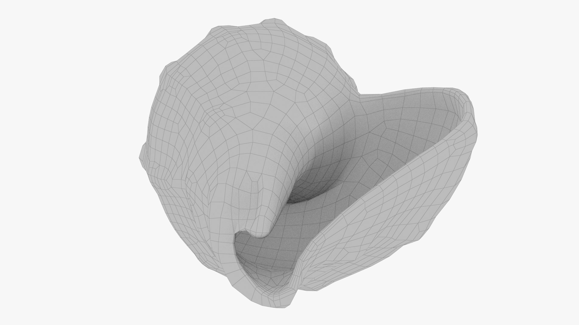 3D seashell real https://p.turbosquid.com/ts-thumb/Ov/C25T67/xN3sah0c/004_013copy/png/1601407073/1920x1080/fit_q87/56f19ccb02cc8d6270afc12f6366e03207a7dc47/004_013copy.jpg