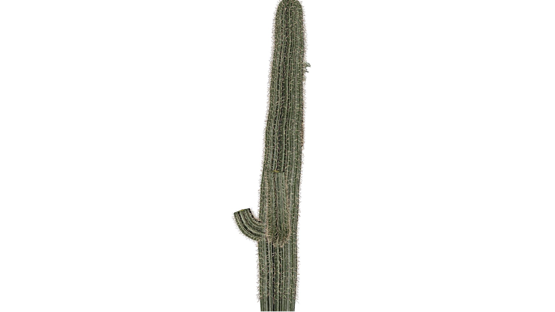 Saguaro Cactus Plant - 08 - 3D model https://p.turbosquid.com/ts-thumb/Ov/CzISxM/Uj/sc_82/png/1741623663/1920x1080/fit_q87/b15790108d95d00a2b2a69b29bf7276bcc1a3320/sc_82.jpg