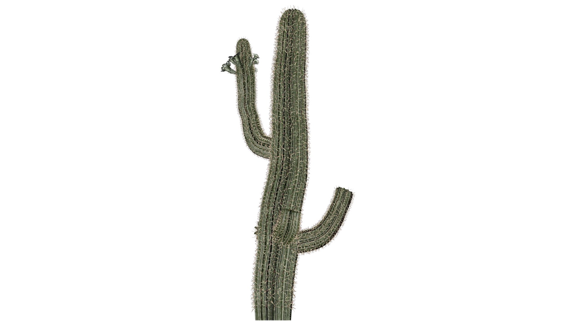Saguaro Cactus Plant - 08 - 3D model https://p.turbosquid.com/ts-thumb/Ov/CzISxM/y7/sc_81/png/1741623663/1920x1080/fit_q87/dee33d506b88acd95357c8989083c07854ce0030/sc_81.jpg