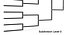 Tournament Bracket