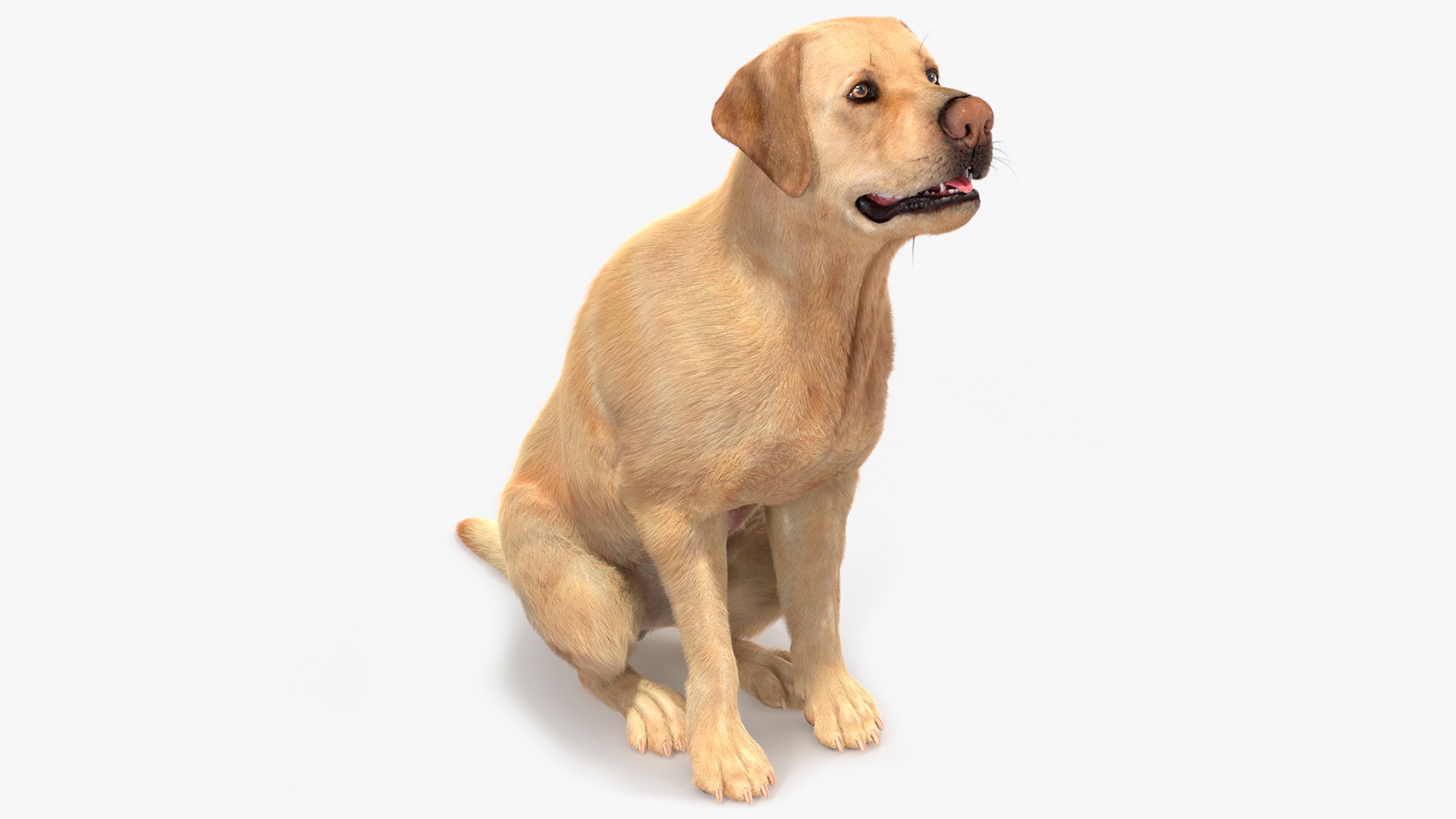 Begging White Labrador Dog Pose Fur Animated Rigged for Cinema 4D 3D model https://p.turbosquid.com/ts-thumb/Ov/V2Zocf/AC/begging_white_labrador_dog_pose_fur_animated_rigged_001/jpg/1755538198/1920x1080/fit_q87/88f3250172be8543c7608c5537abffa05c3b2d0c/begging_white_labrador_dog_pose_fur_animated_rigged_001.jpg