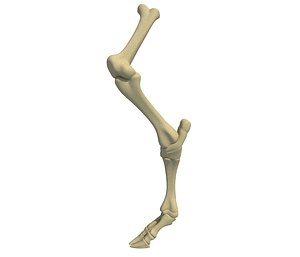 Animal Leg Bones V4