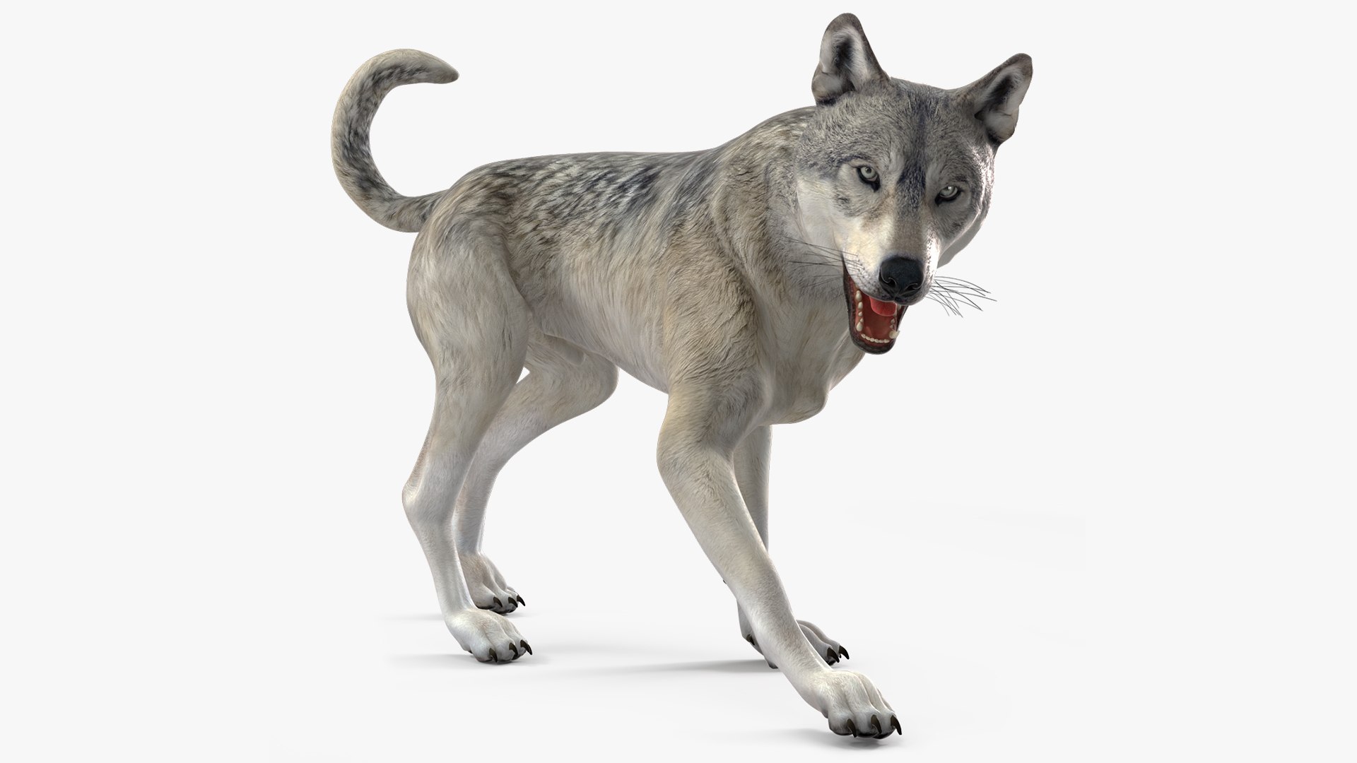 Wolf Rigged for Cinema 4D 3D model preview