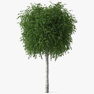 Small Birch Tree Green 3D model