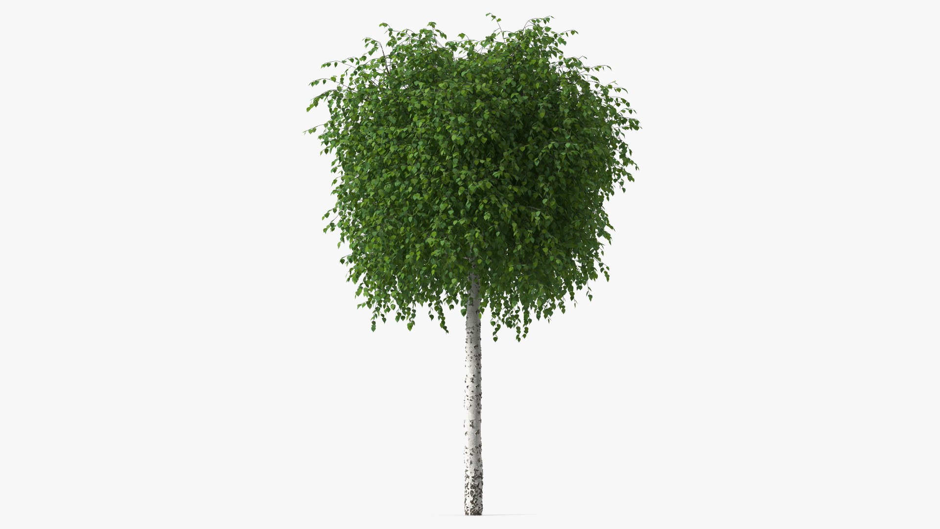 Small Birch Tree Green 3D model preview