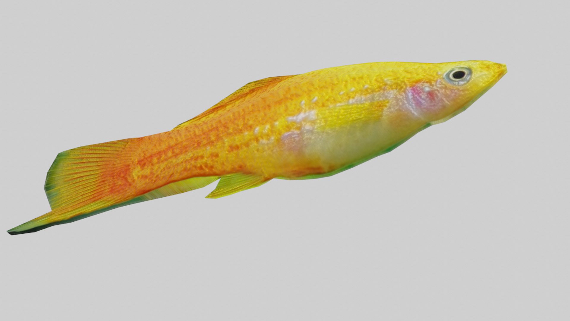 Fish collection-Set of 5 Low poly 3D model - TurboSquid 2119865