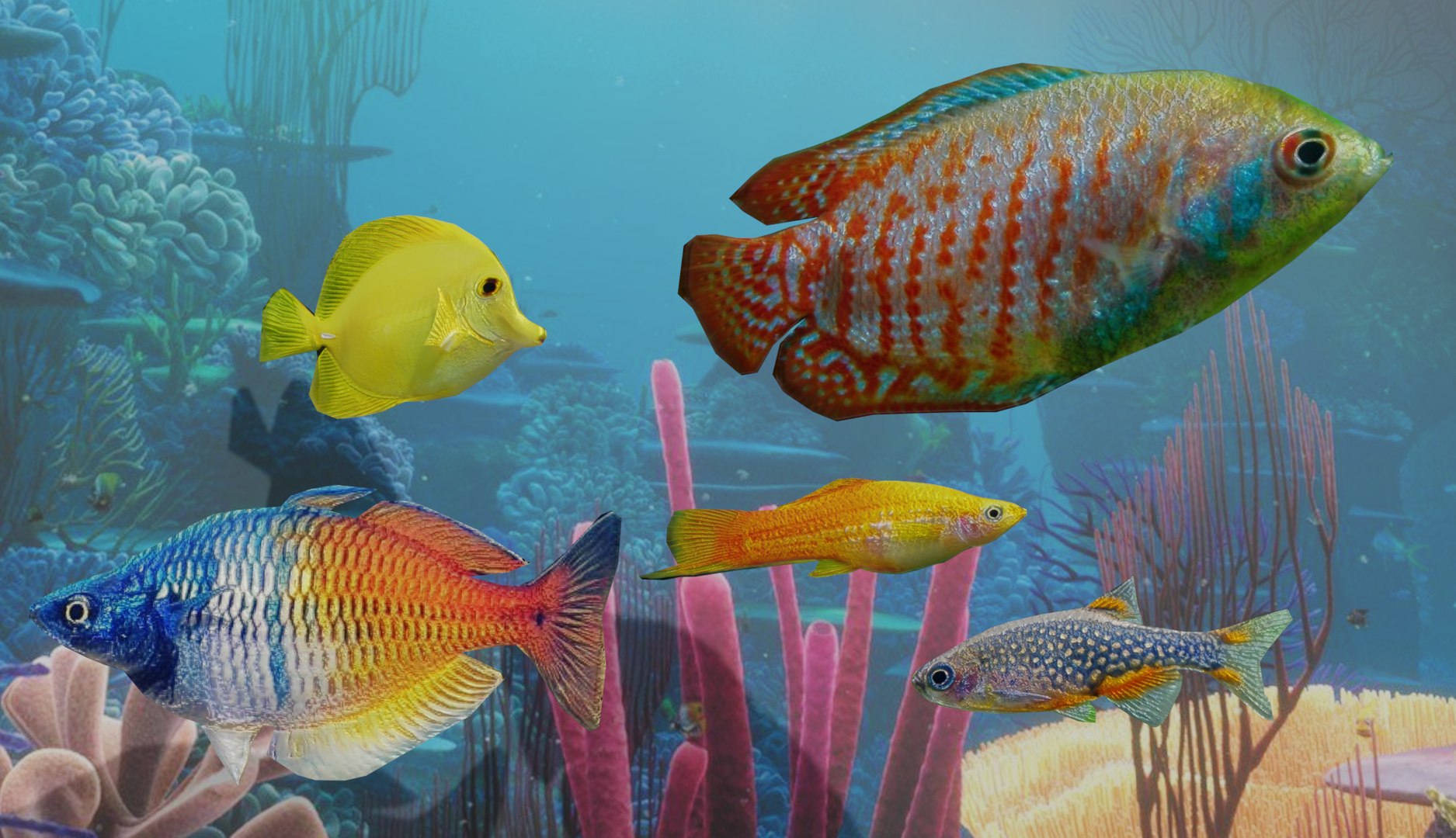 Fish collection-Set of 5 Low poly 3D model - TurboSquid 2119865