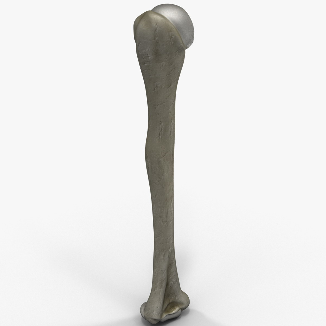 humerus bone 3d model