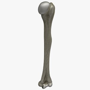Humerus