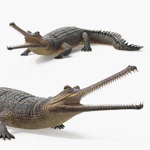 Narrow Jawed Gharial Crocodile Lying 3D model