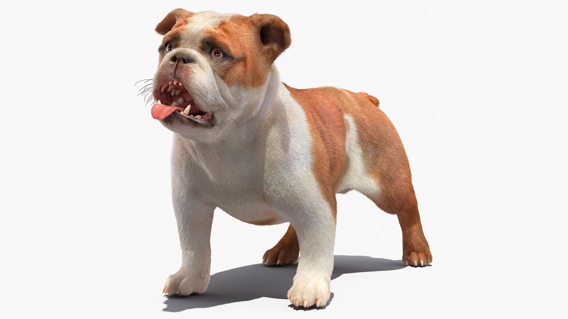 Bulldog Fur Rigged 3D model preview