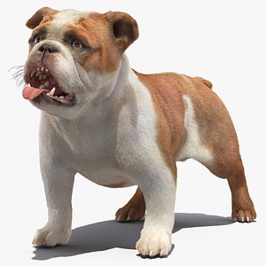 Bulldog Fur Rigged