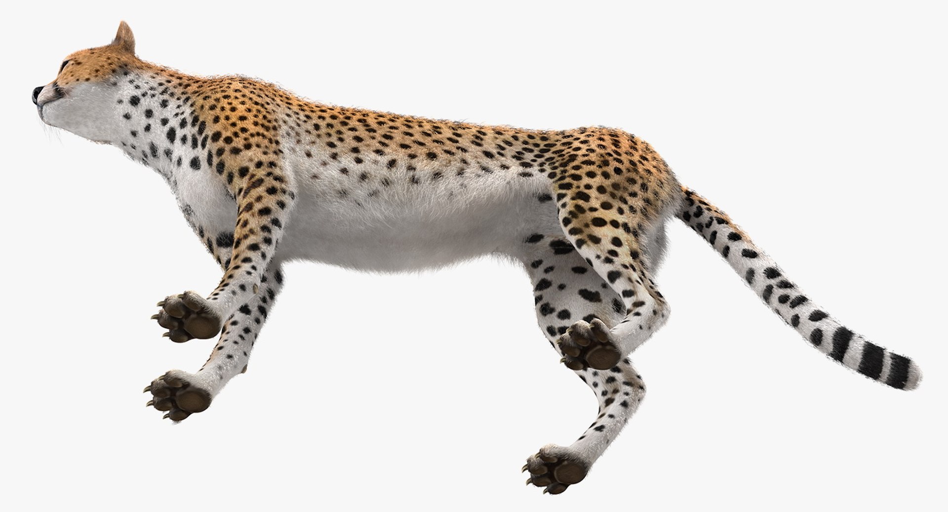 african animals 6 3D https://p.turbosquid.com/ts-thumb/Ow/cuphSX/0bGkMGM4/africananimalscollection6c4dmodel036/jpg/1569071490/1920x1080/fit_q87/1a0abd28b916774a2fd9646377001bd13946d114/africananimalscollection6c4dmodel036.jpg