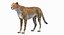 Collection d'animaux d'Afrique 6