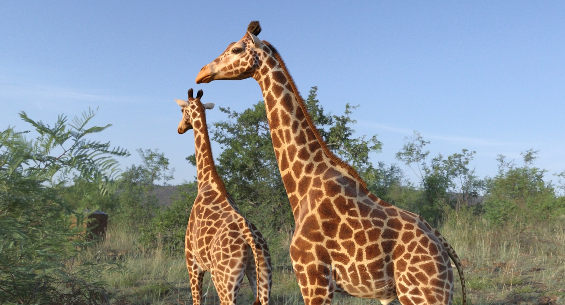 african animals 6 3D https://p.turbosquid.com/ts-thumb/Ow/cuphSX/ERNDImju/africananimalscollection6c4dmodel022/jpg/1569071490/1920x1080/fit_q87/5361f82fbb3cfb1d9db7f16602b2c3f1945e43b0/africananimalscollection6c4dmodel022.jpg