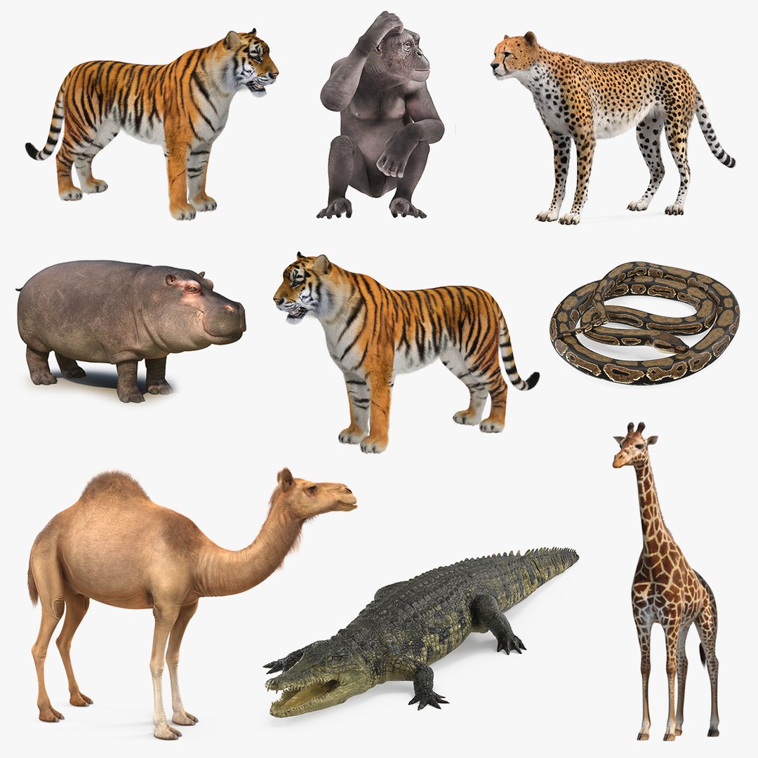 African Animals Collection 6 3D model preview