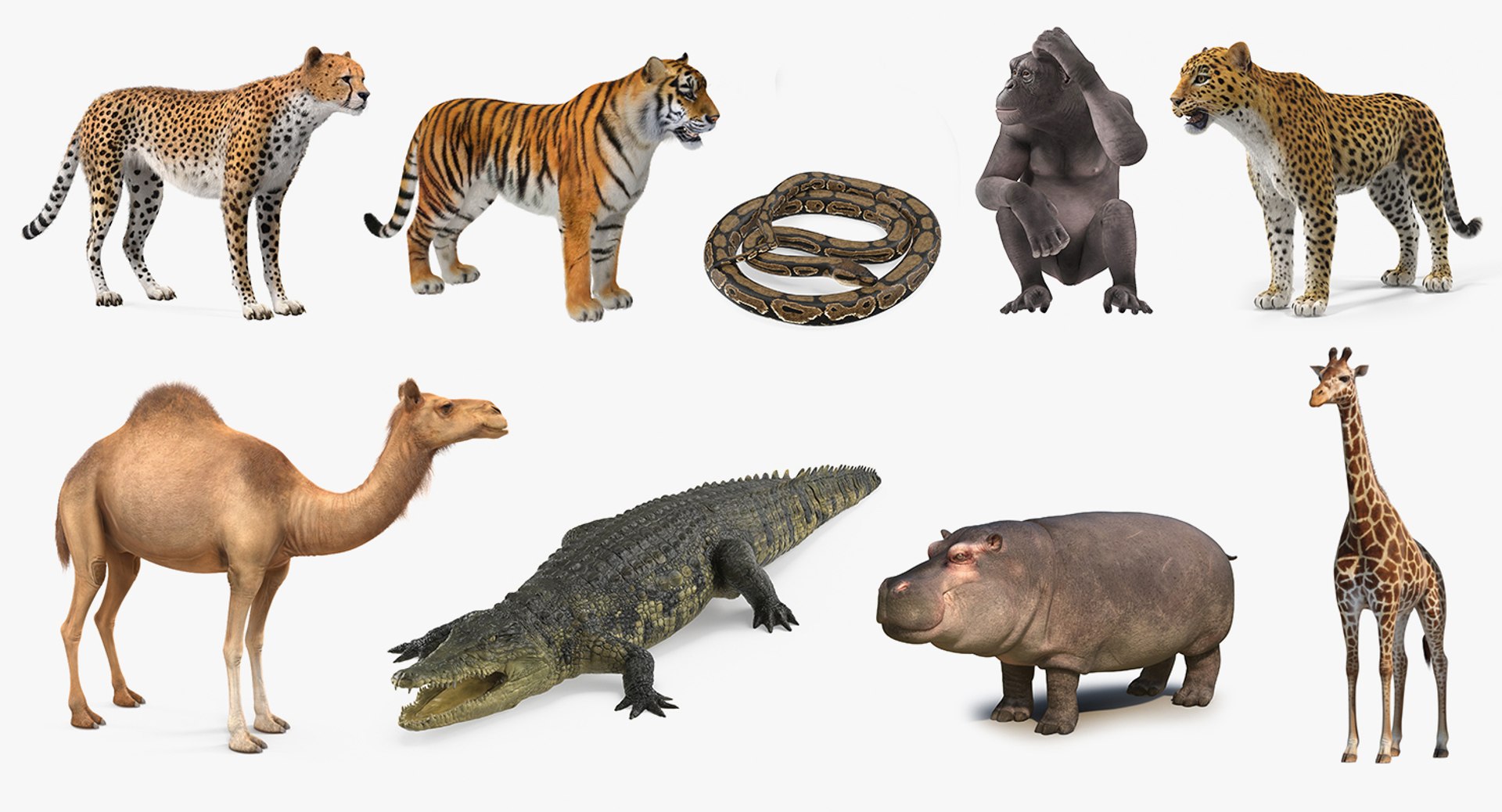 african animals 6 3D https://p.turbosquid.com/ts-thumb/Ow/cuphSX/qomGStEO/africananimalscollection6c4dmodel002/jpg/1569071489/1920x1080/fit_q87/e58d9a22de180b84ada6b7c1da44b8b46f944c22/africananimalscollection6c4dmodel002.jpg
