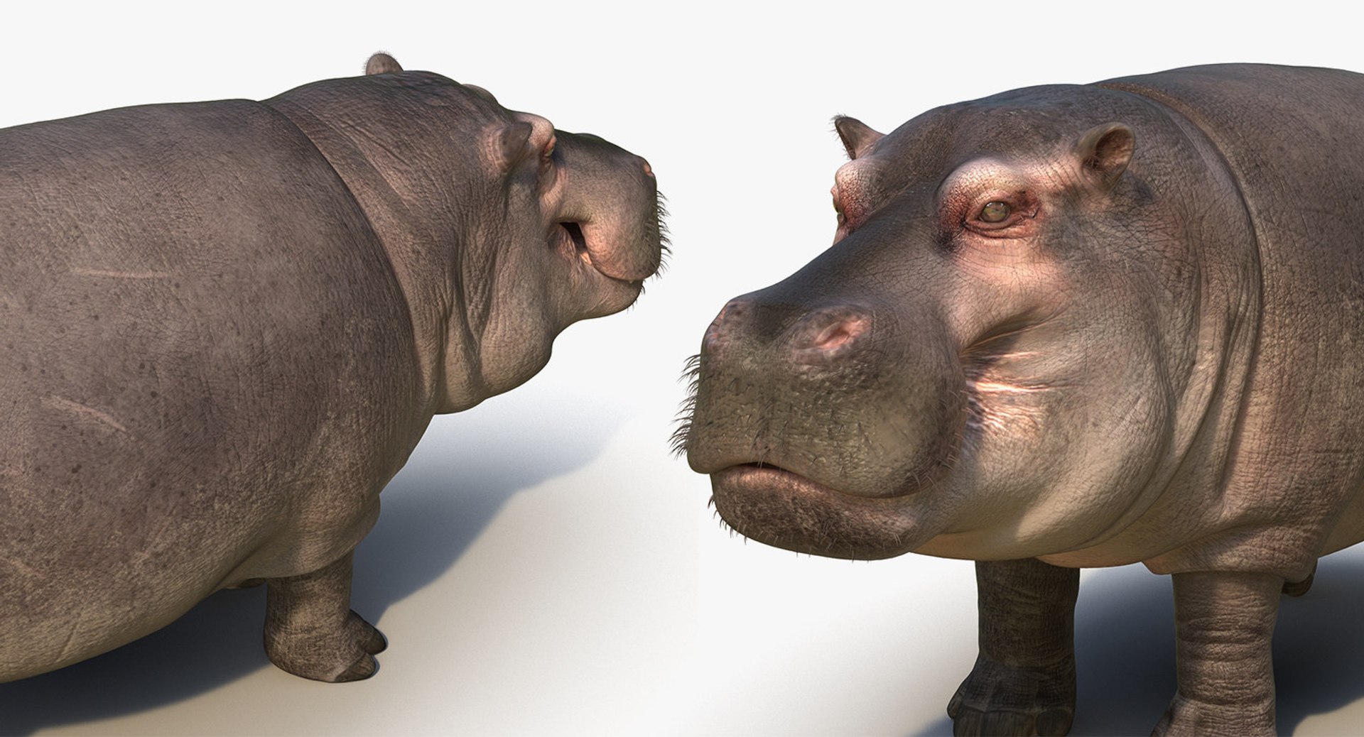 african animals 6 3D https://p.turbosquid.com/ts-thumb/Ow/cuphSX/wdHNbzd4/africananimalscollection6c4dmodel065/jpg/1569071490/1920x1080/fit_q87/afa5a8be81ff87e038ca141b0ab880fd1de23a17/africananimalscollection6c4dmodel065.jpg