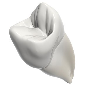 max second premolar