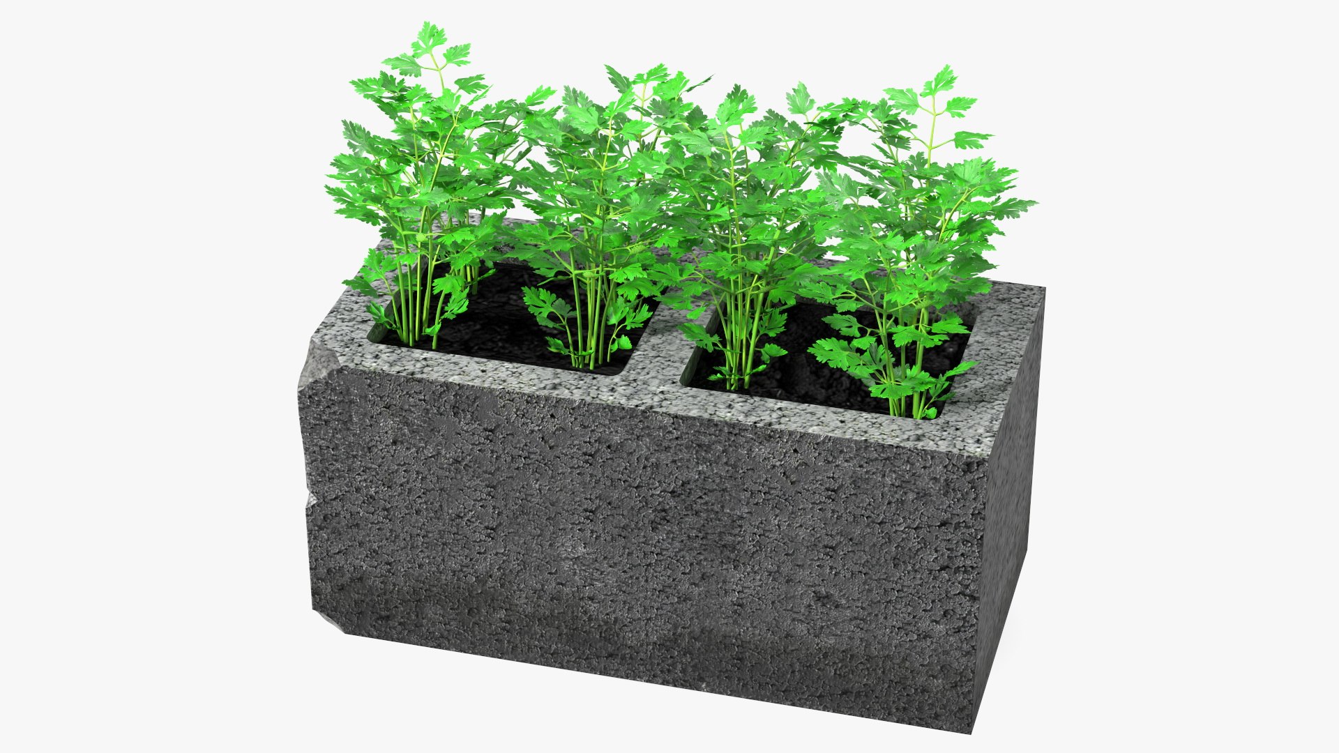 Cinder Block Garden with Parsley 3D model preview