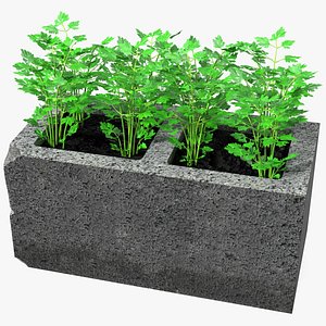 Cinder Block Garden with Parsley