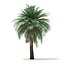 butia palm trees collection bundle