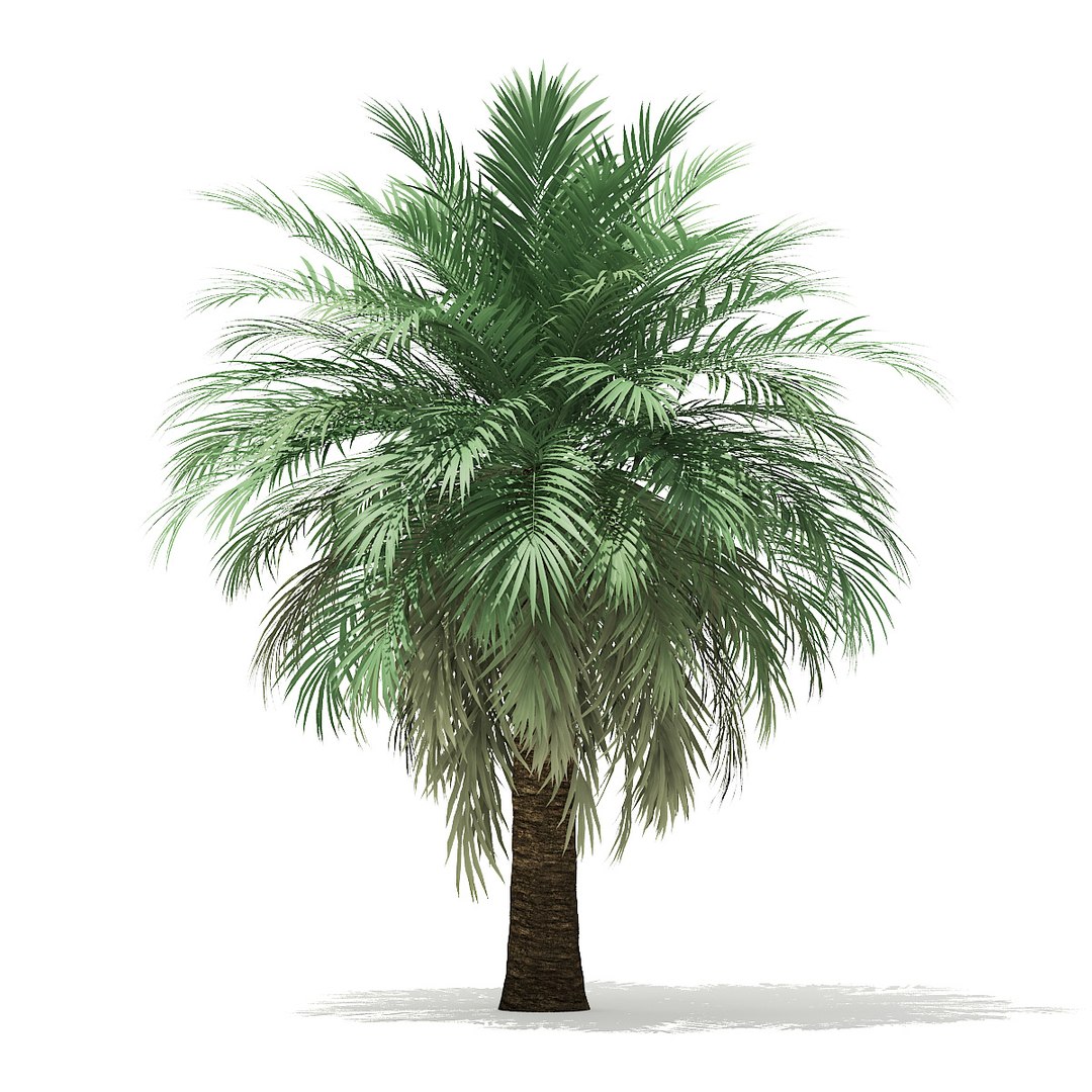 butia palm trees model https://p.turbosquid.com/ts-thumb/Ow/klL7IG/PtylknGk/01/jpg/1576164199/1920x1080/fit_q87/0d0fd5299e54fb1402d7b53128eeed8756f98fe8/01.jpg