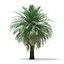 butia palm trees collection bundle
