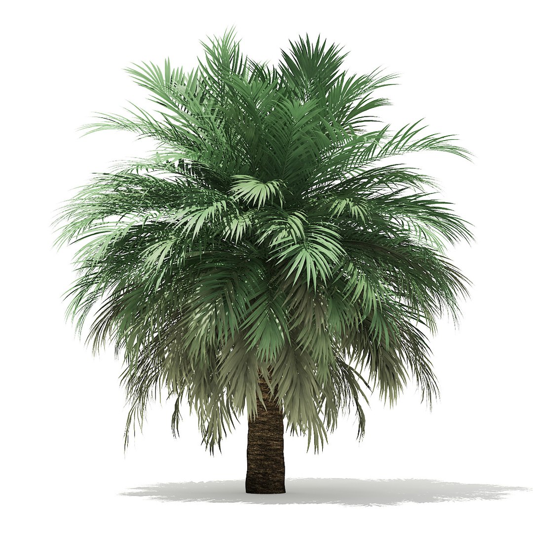 butia palm trees model https://p.turbosquid.com/ts-thumb/Ow/klL7IG/SE85SfCo/02/jpg/1576164258/1920x1080/fit_q87/683f1c561e76345cc83efbc9821e9dfe2d13f231/02.jpg