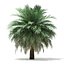 butia palm trees collection bundle