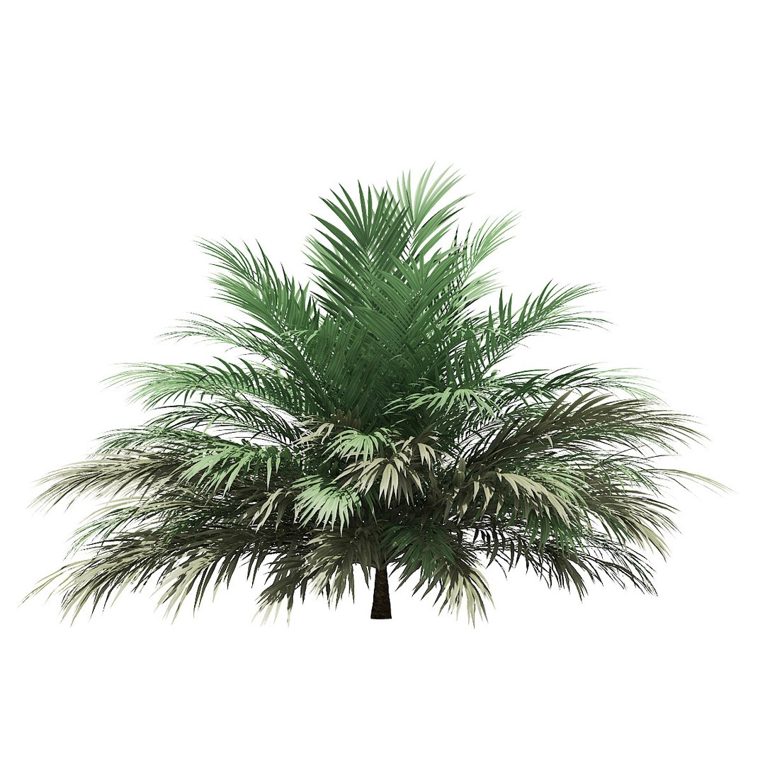 butia palm trees model https://p.turbosquid.com/ts-thumb/Ow/klL7IG/f7JCULCW/05/jpg/1576164590/1920x1080/fit_q87/a47768bddb774db4bc7061ec35fabf981f8eb142/05.jpg
