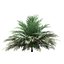 butia palm trees collection bundle