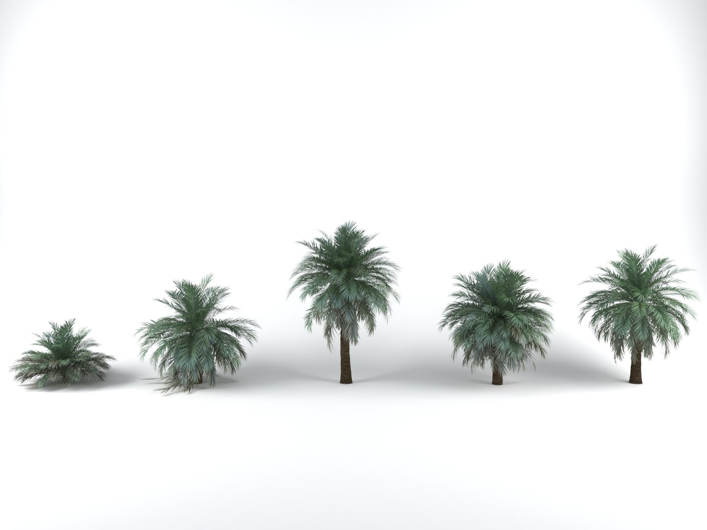 butia palm trees model https://p.turbosquid.com/ts-thumb/Ow/klL7IG/gc9ouxhU/1/jpg/1576163983/1920x1080/fit_q87/ae2a8f99b51dd649589195531a15458832fa7a26/1.jpg