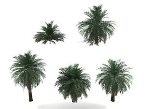 butia palm trees model