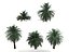 butia palm trees collection bundle