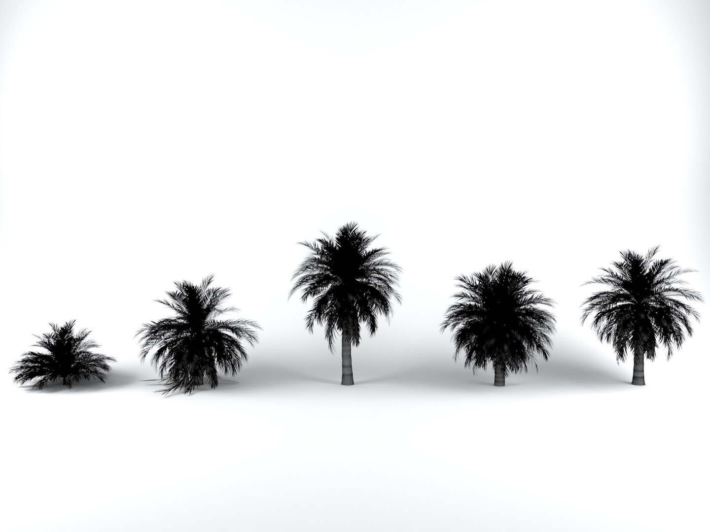 butia palm trees model https://p.turbosquid.com/ts-thumb/Ow/klL7IG/rEG1smKB/2/jpg/1576164005/1920x1080/fit_q87/1f11ecc7aafaab357e0c7f28a4ddcf4134297a63/2.jpg