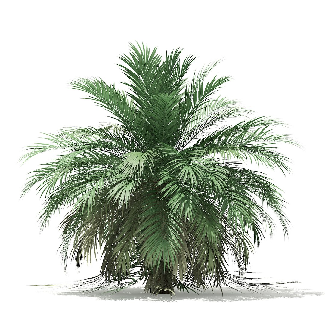 butia palm trees model https://p.turbosquid.com/ts-thumb/Ow/klL7IG/w7giOyPn/04/jpg/1576164537/1920x1080/fit_q87/97b72d2795a31e76baf24f79a82414a68432335e/04.jpg