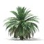 butia palm trees collection bundle