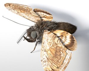 Moth Insect Rigged