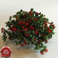 3d model of shrub Pentas Lanceolata