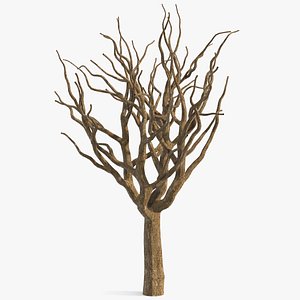pistachio tree trunk 3D model