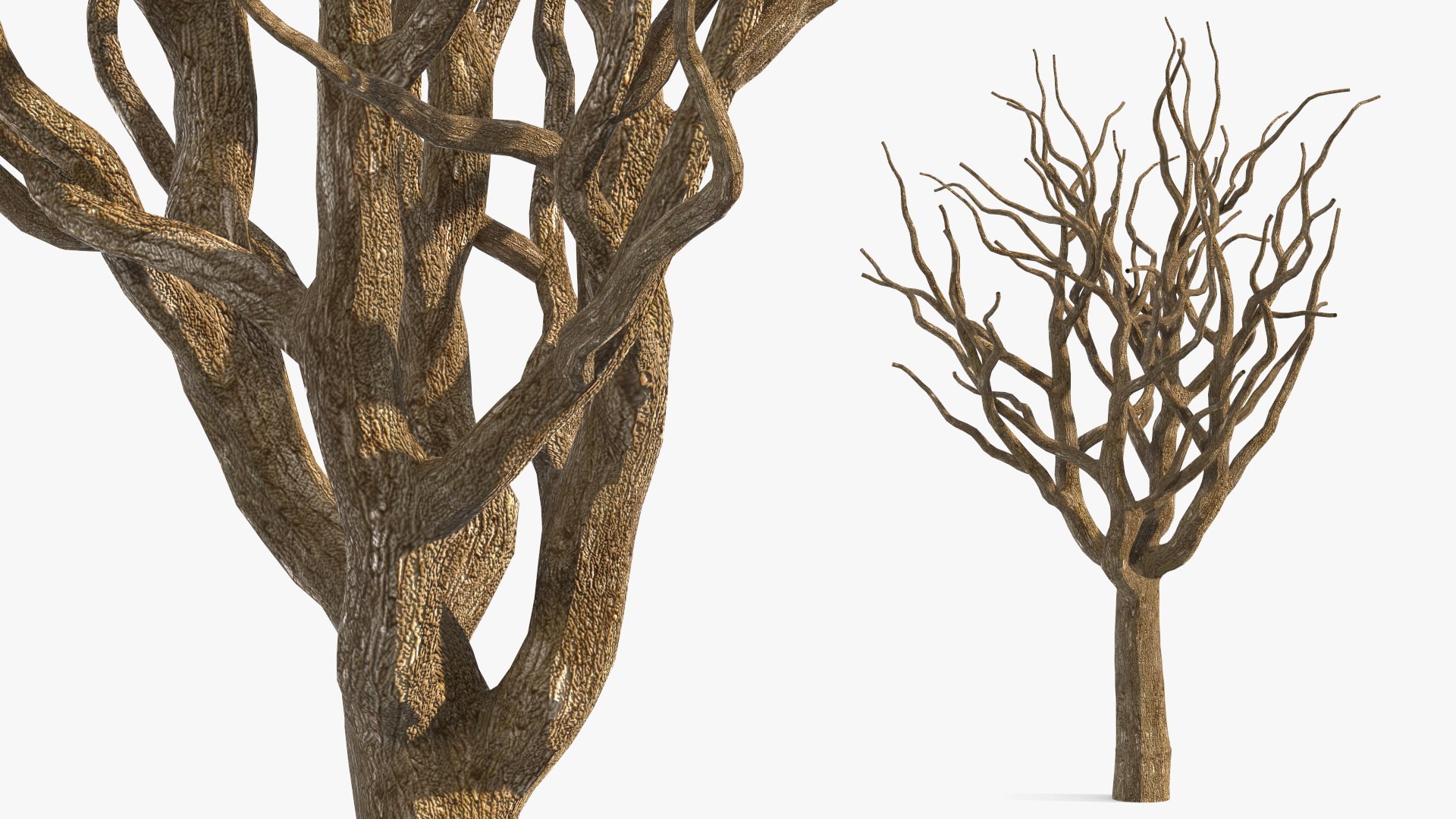Pistachio Tree Trunk 3D model preview
