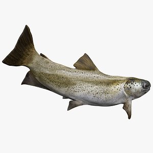 3D TROUT L403