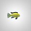 Fish Cihlida Labidochromis caeruleus 'yellow'