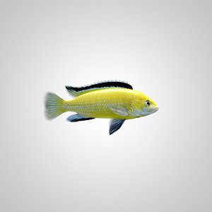 Fish Cihlida Labidochromis caeruleus 'yellow'