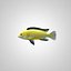 Fish Cihlida Labidochromis caeruleus 'yellow'