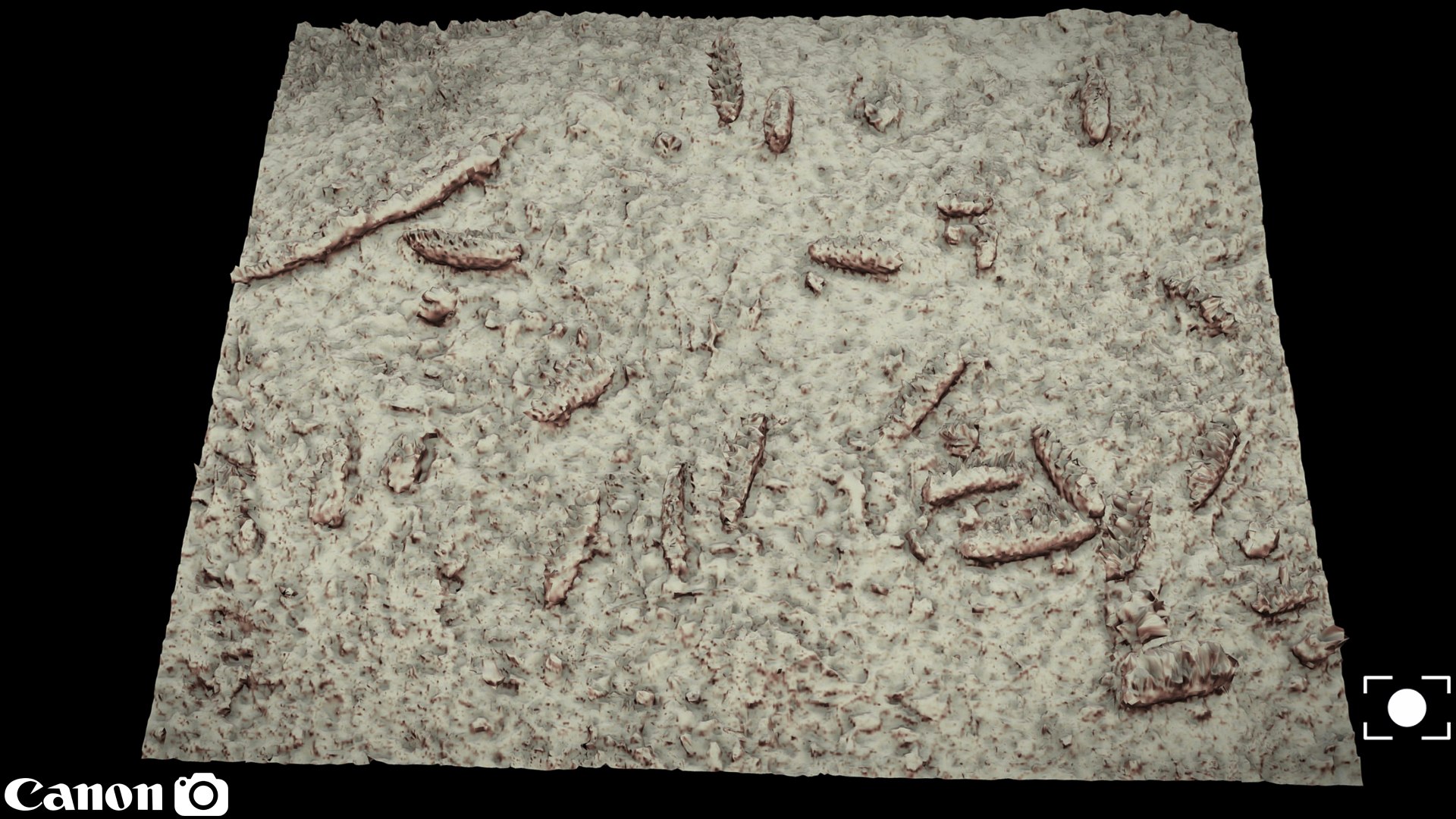 Free Forrest Ground Photogrammetry FREE Model - TurboSquid 2224593