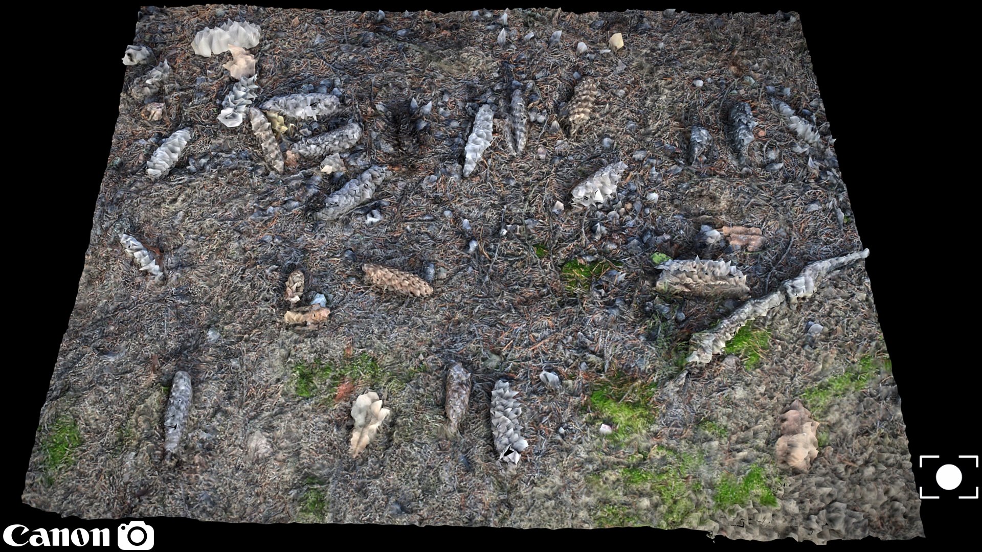 Free Forrest Ground Photogrammetry FREE Model - TurboSquid 2224593